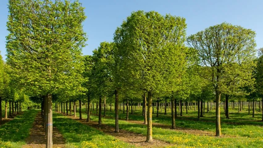 Jakie drzewa sadzić na osiedlach, aby uniknąć problemów w przyszłości?