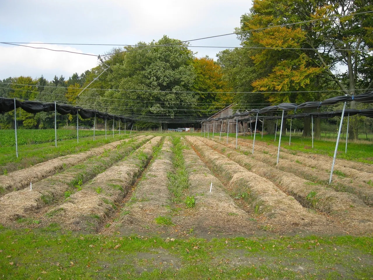 Ile kosztuje ar działki rolnej? Sprawdź ceny w różnych regionach